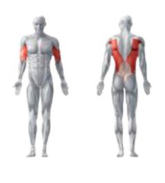 Spiergroepen die de latissimus pulldown traint